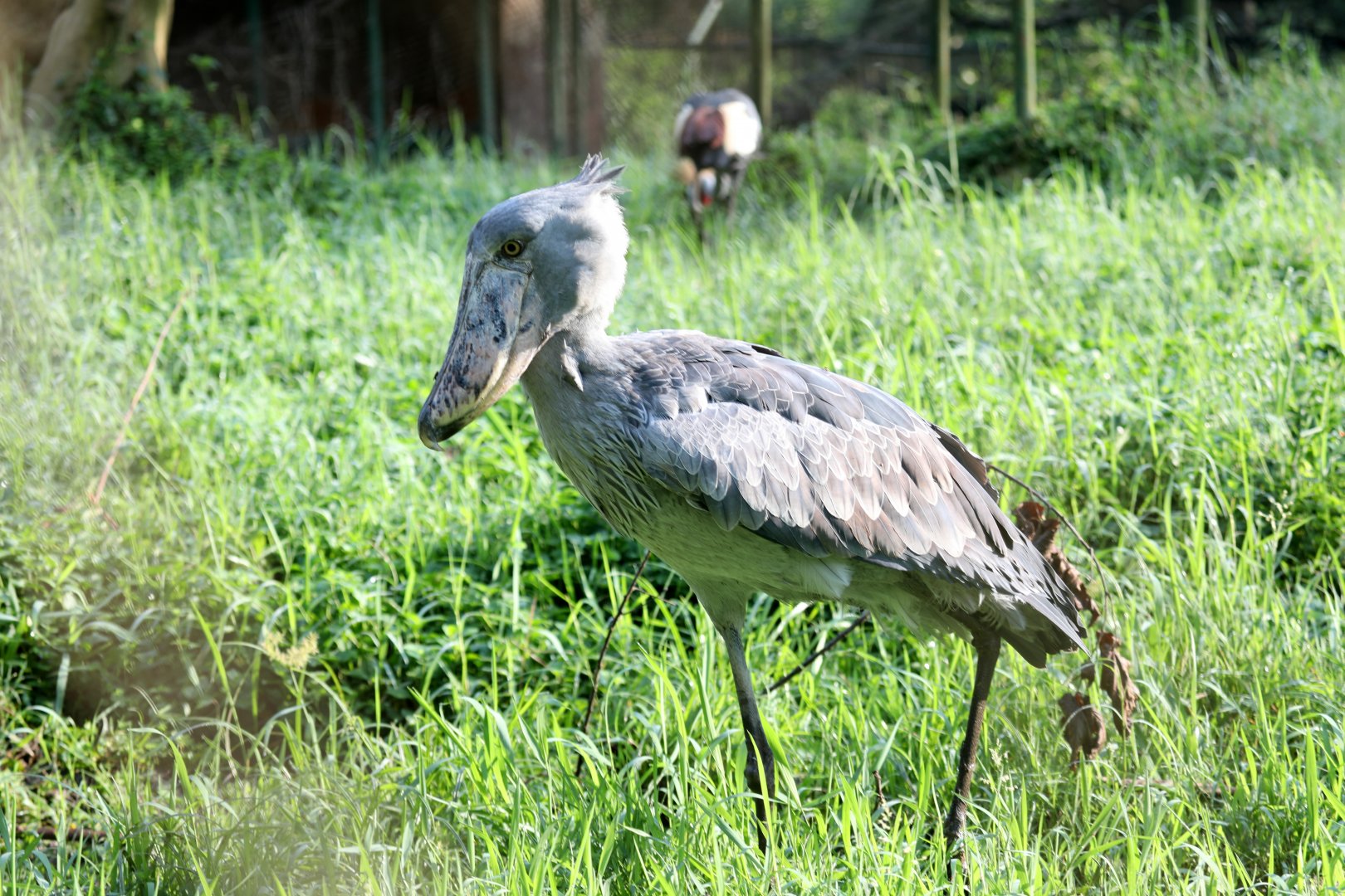 shoebill (Balaeniceps rex)