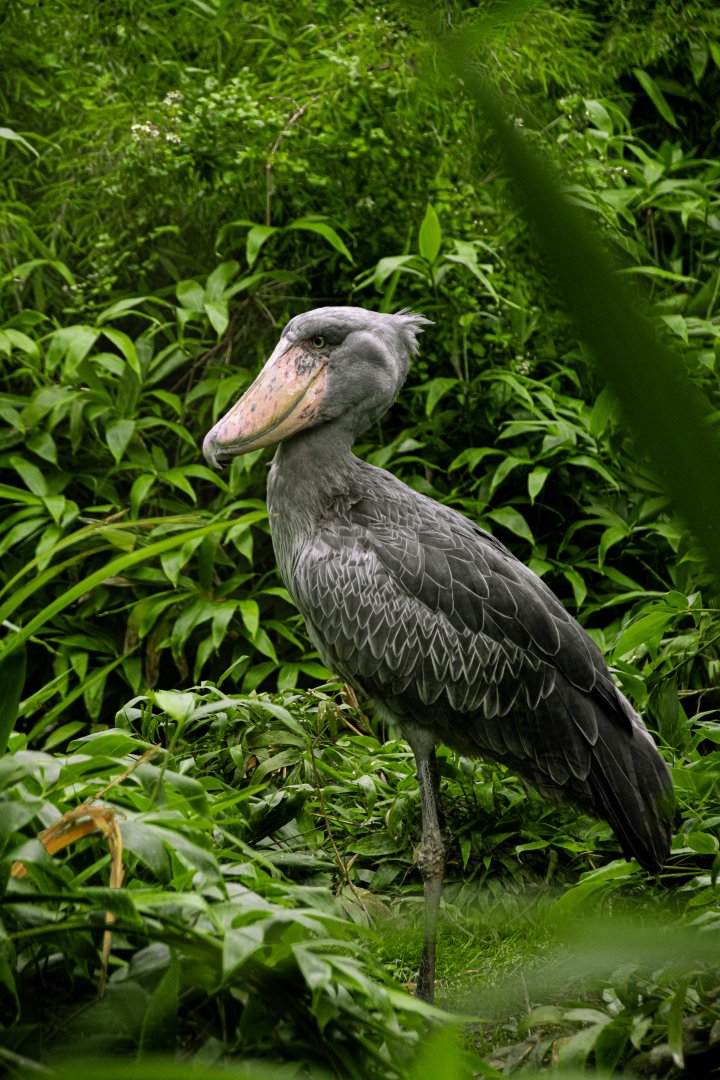 Shoebill (Balaeniceps rex)