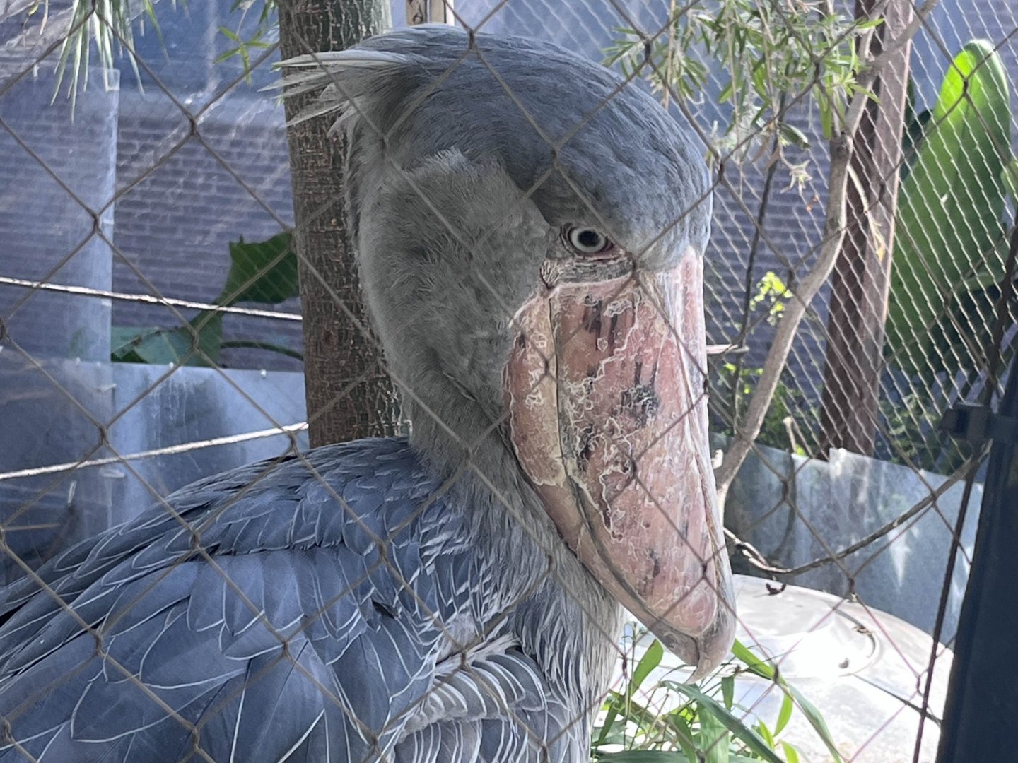 Shoebill (Balaeniceps rex)