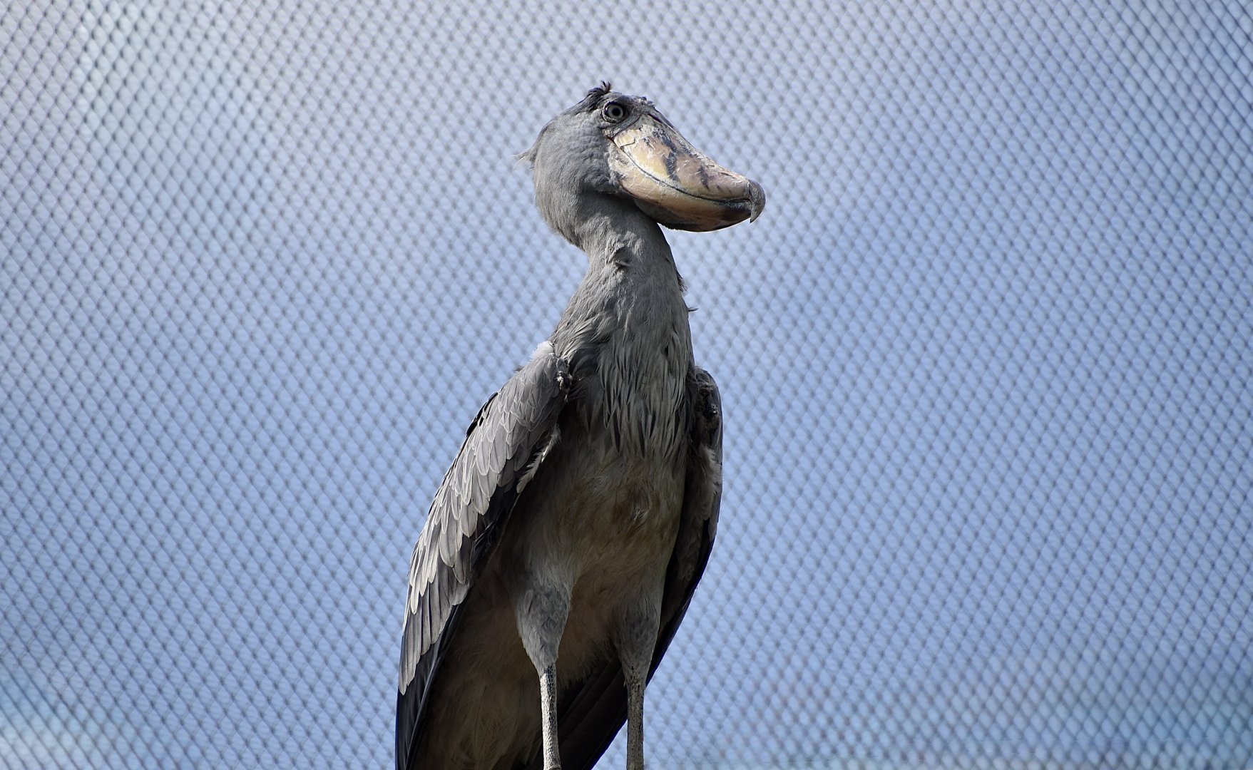 Shoebill (Balaeniceps rex)