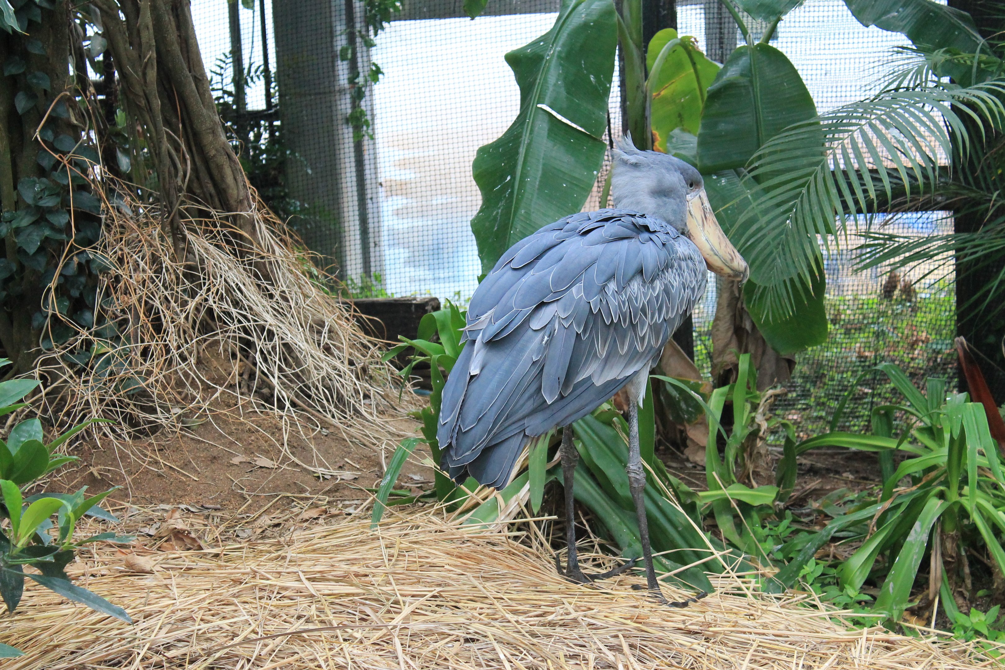 Shoebill (Balaeniceps rex)