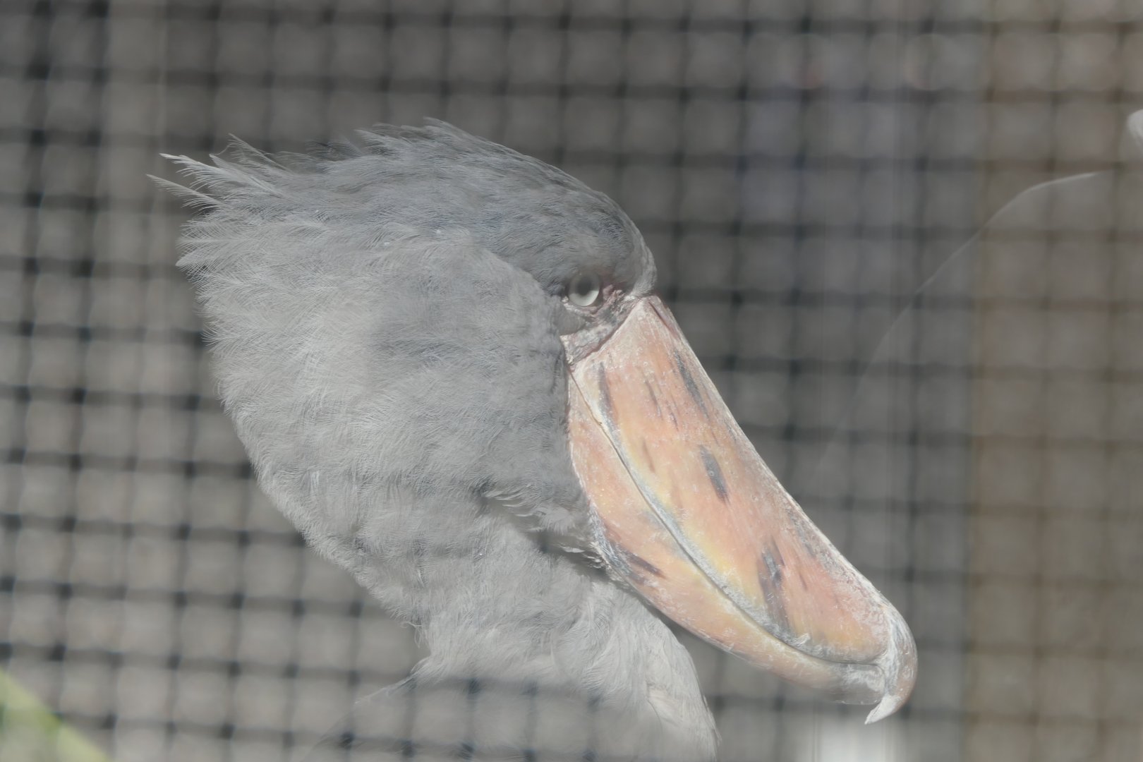 Shoebill (Balaeniceps rex)