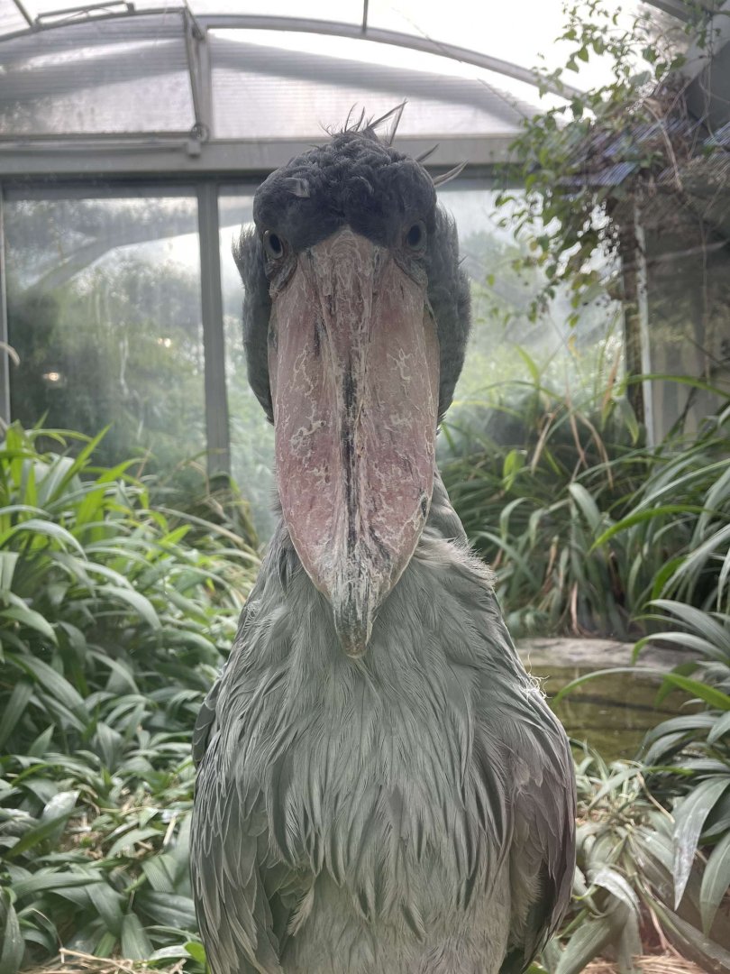 Shoebill (Balaeniceps rex)