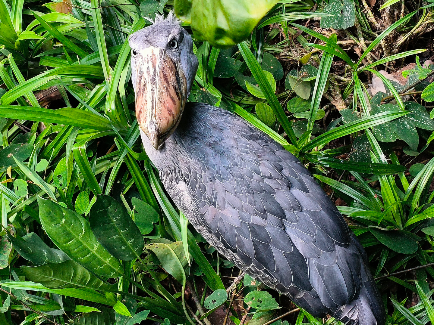 Shoebill (Balaeniceps rex)