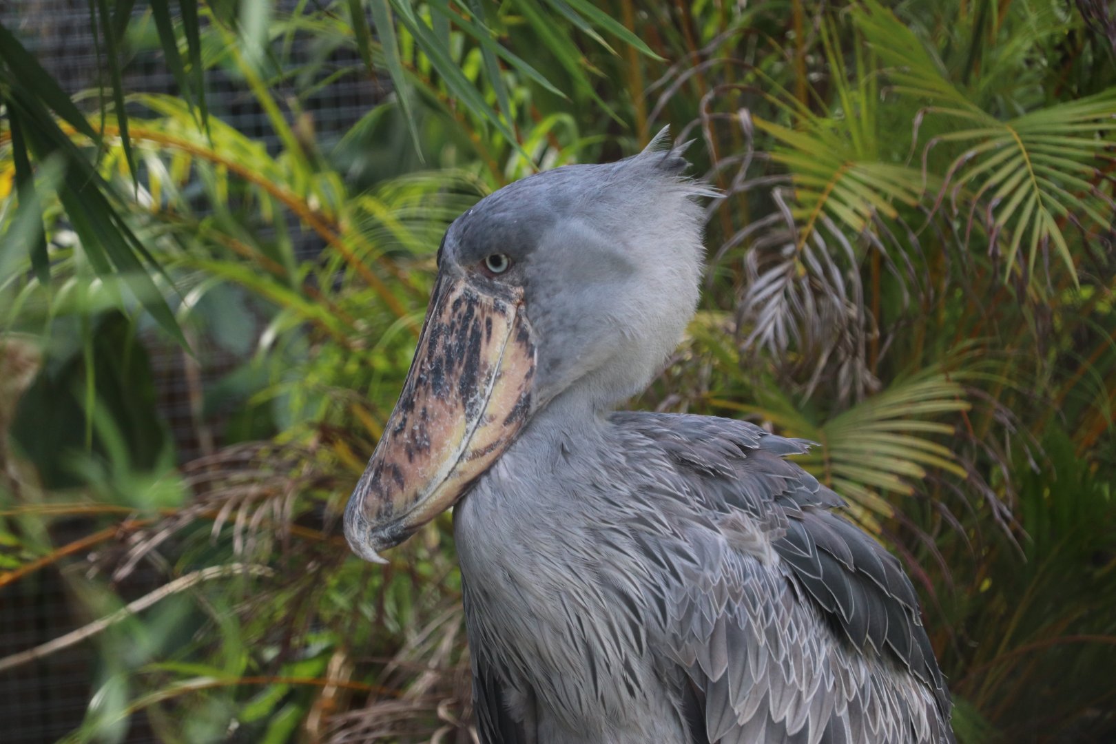 Shoebill (Balaeniceps rex)