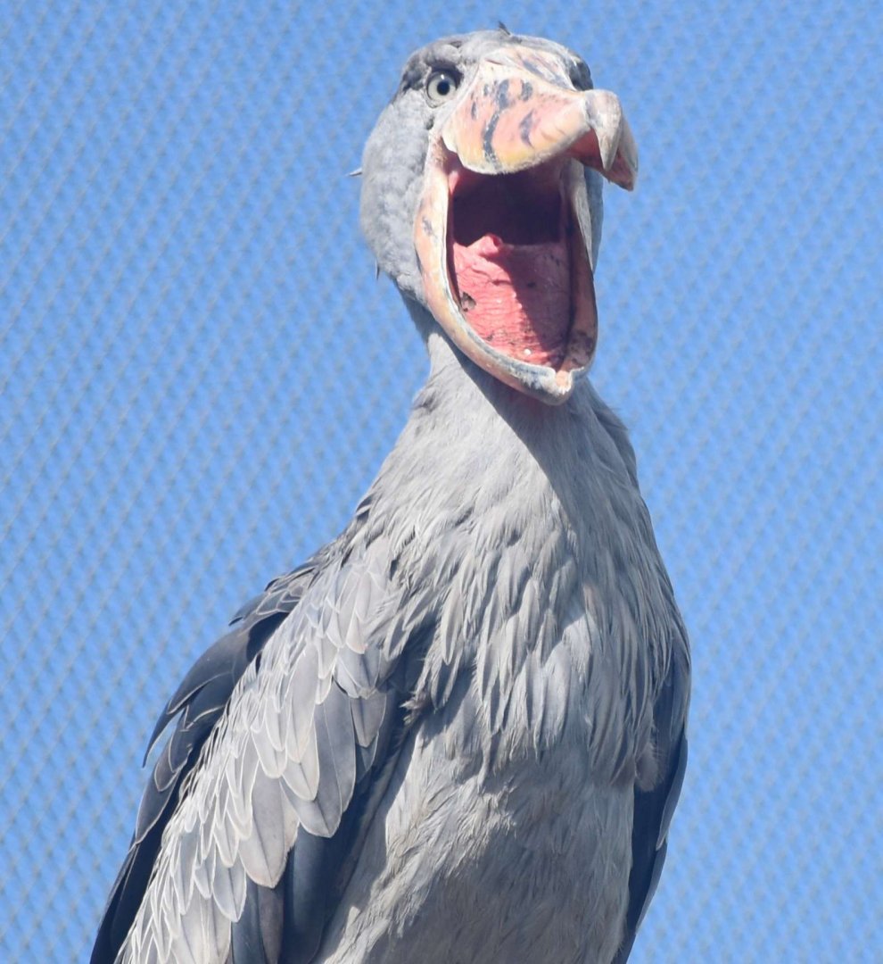 Shoebill (Balaeniceps rex)