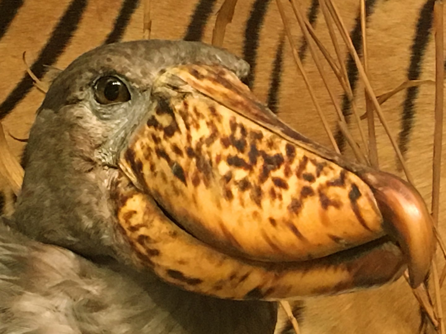 Shoebill Closeup