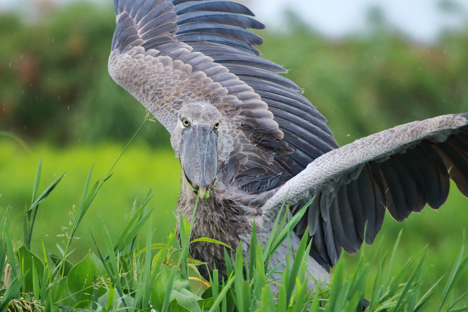 Shoebill (December 2019)