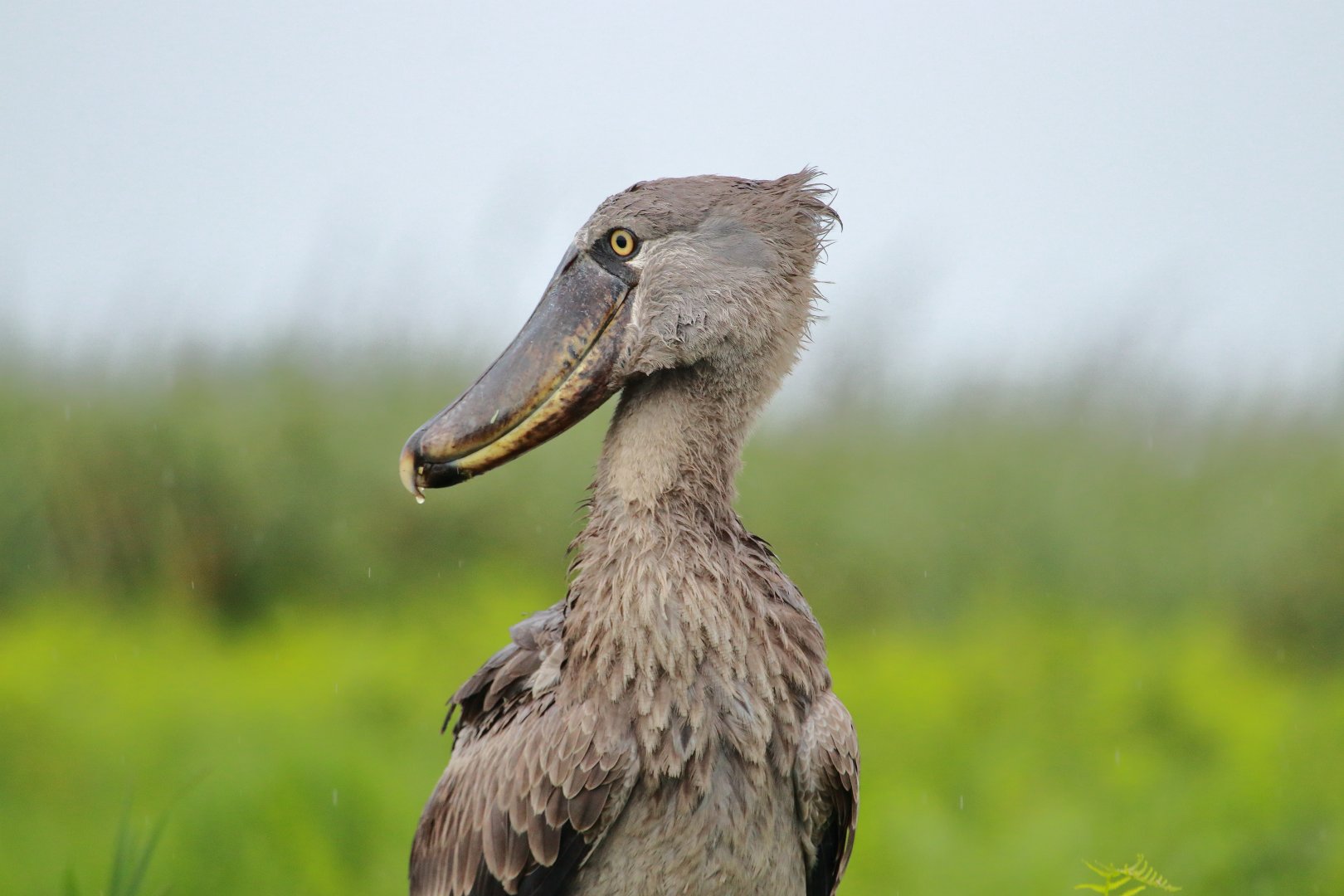 Shoebill (December 2019)
