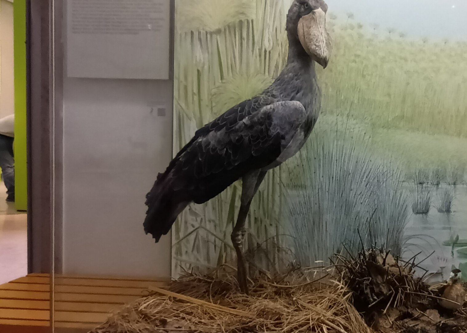 Shoebill Diorama