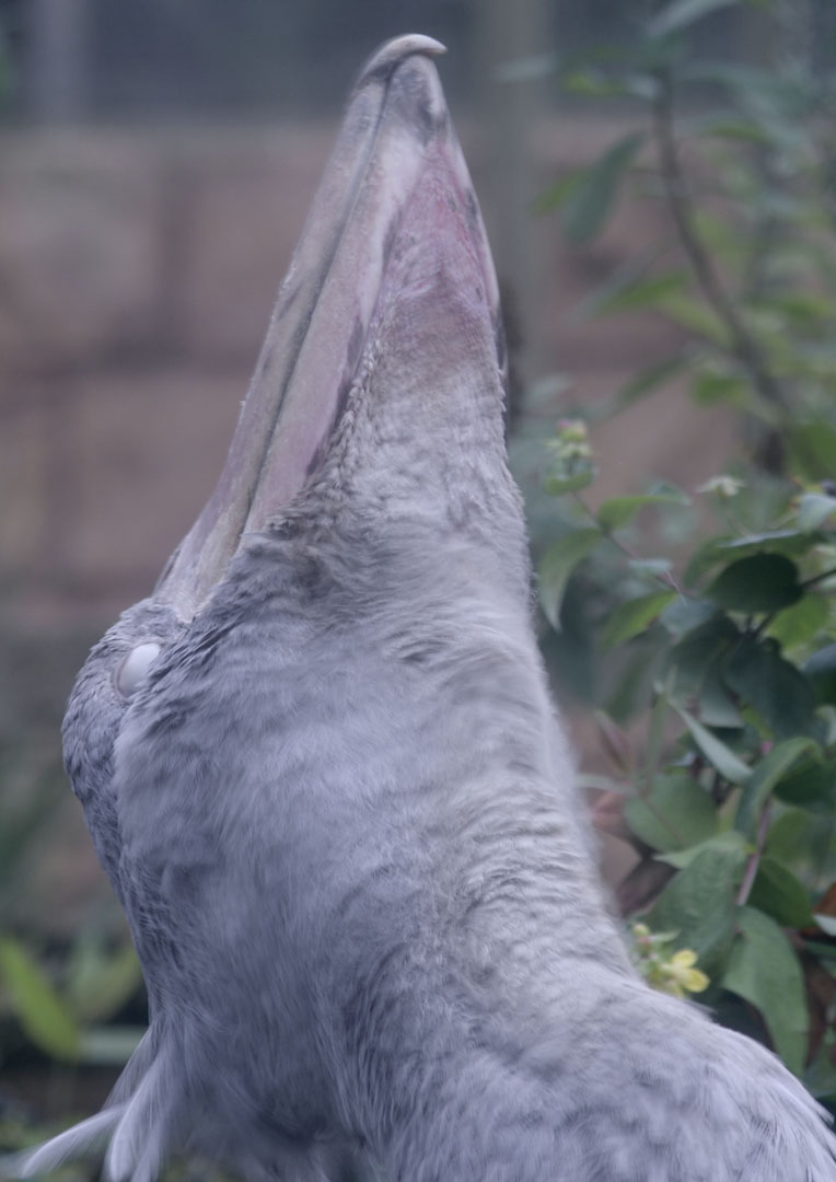 Shoebill (ecstatic?))