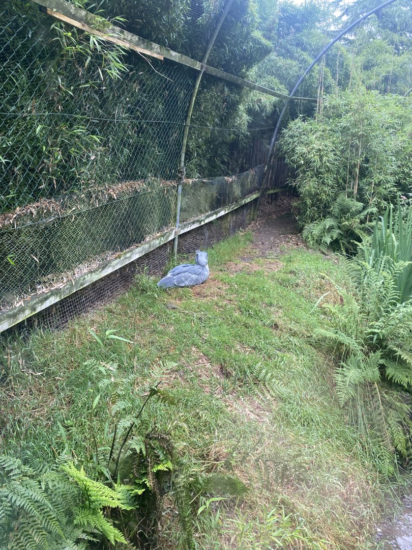 Shoebill enclosure 020822