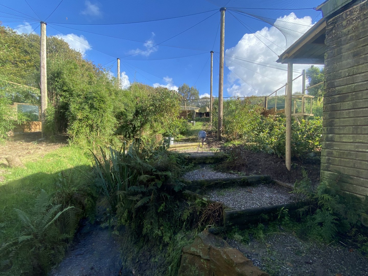 Shoebill enclosure 141023