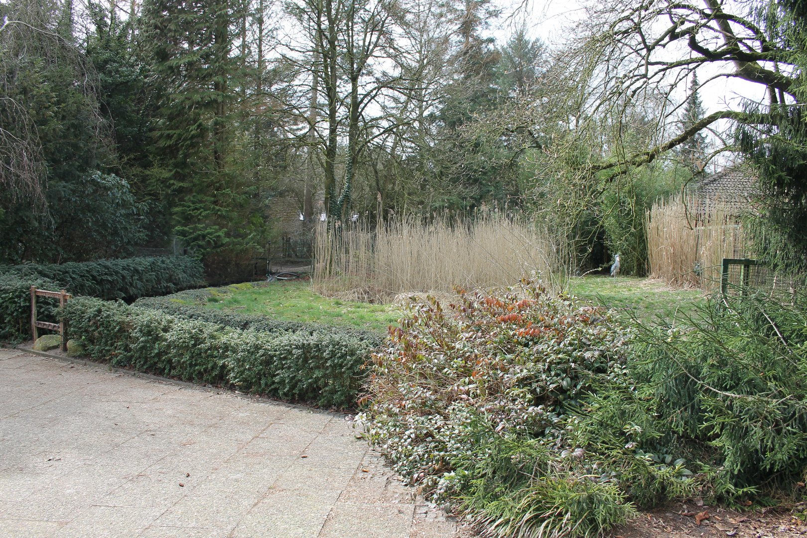 Shoebill enclosure (24/3-19)