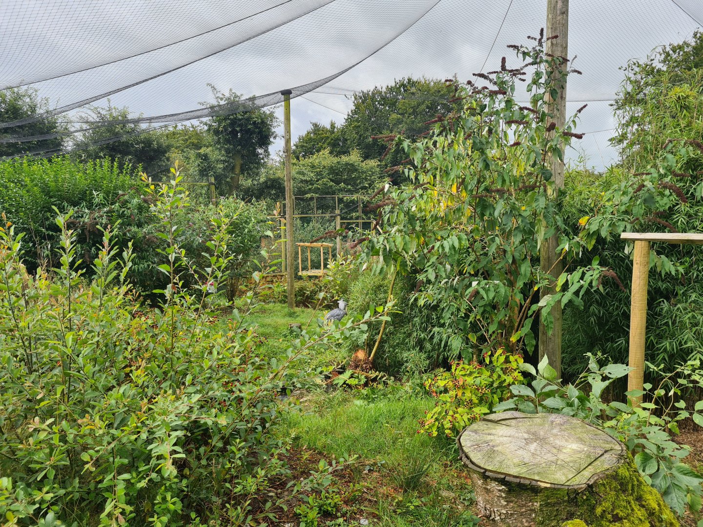Shoebill Enclosure, Exmoor Zoo