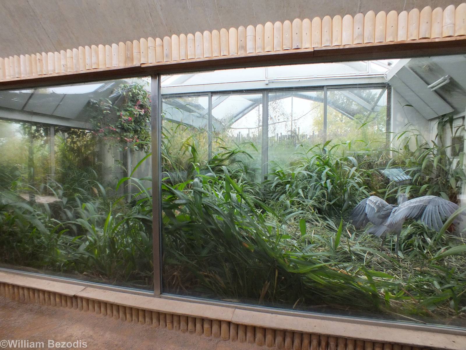 Shoebill Enclosure