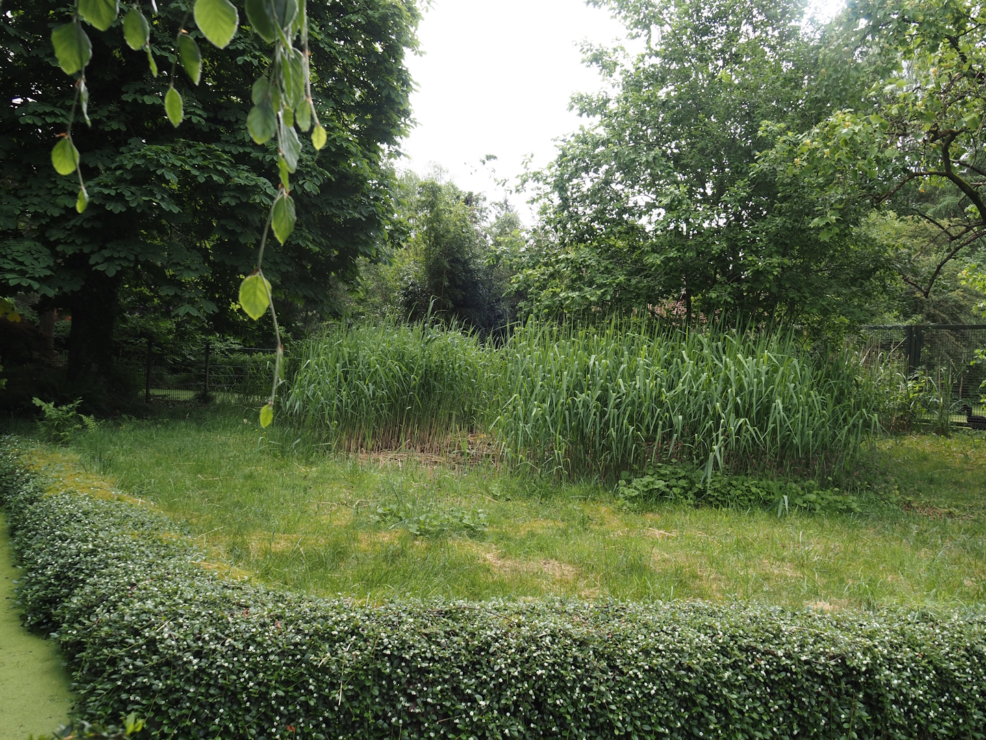 Shoebill exhibit, 2024-05-21