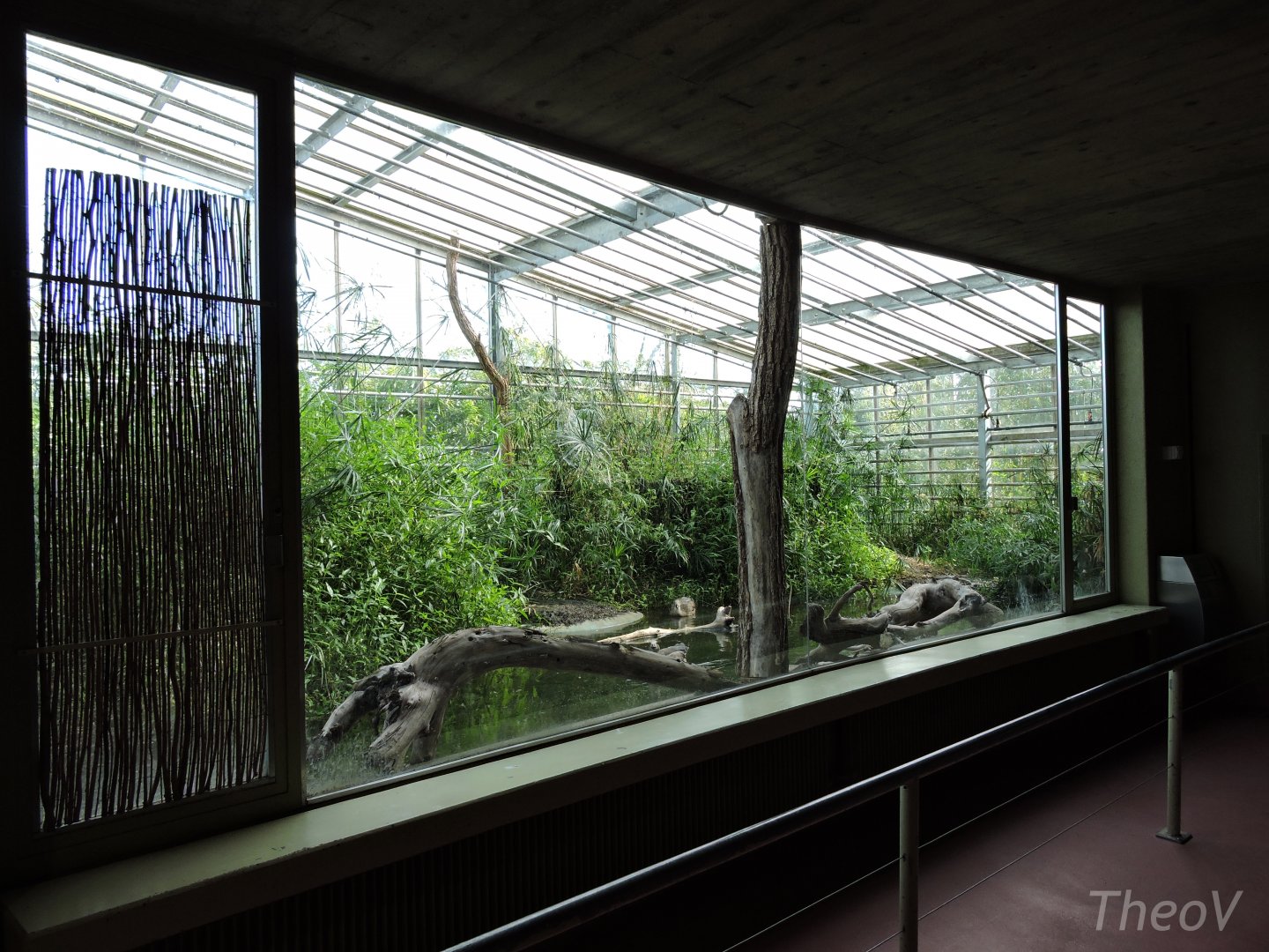 Shoebill exhibit - Afrikahaus [2015]