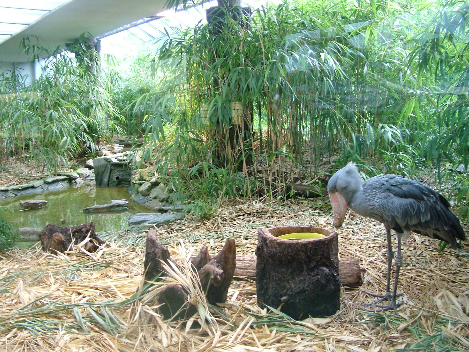 Shoebill Exhibit at Frankfurt 31/08/10
