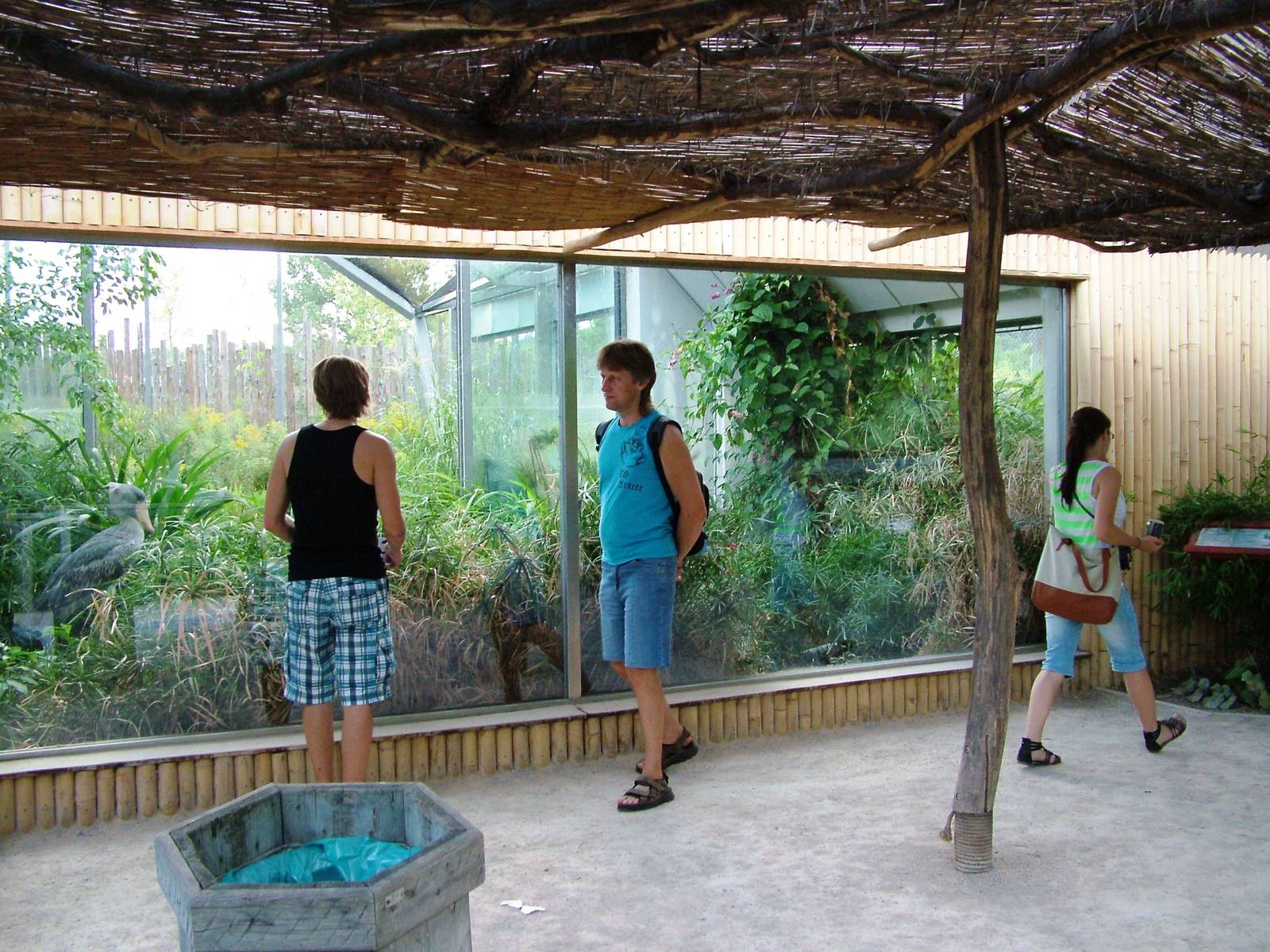 Shoebill Exhibit at Prague, 25/08/12