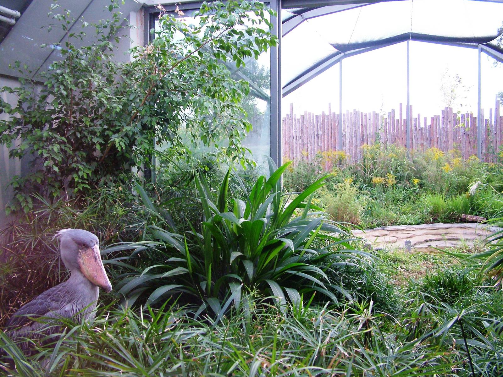Shoebill Exhibit at Prague, 25/08/12