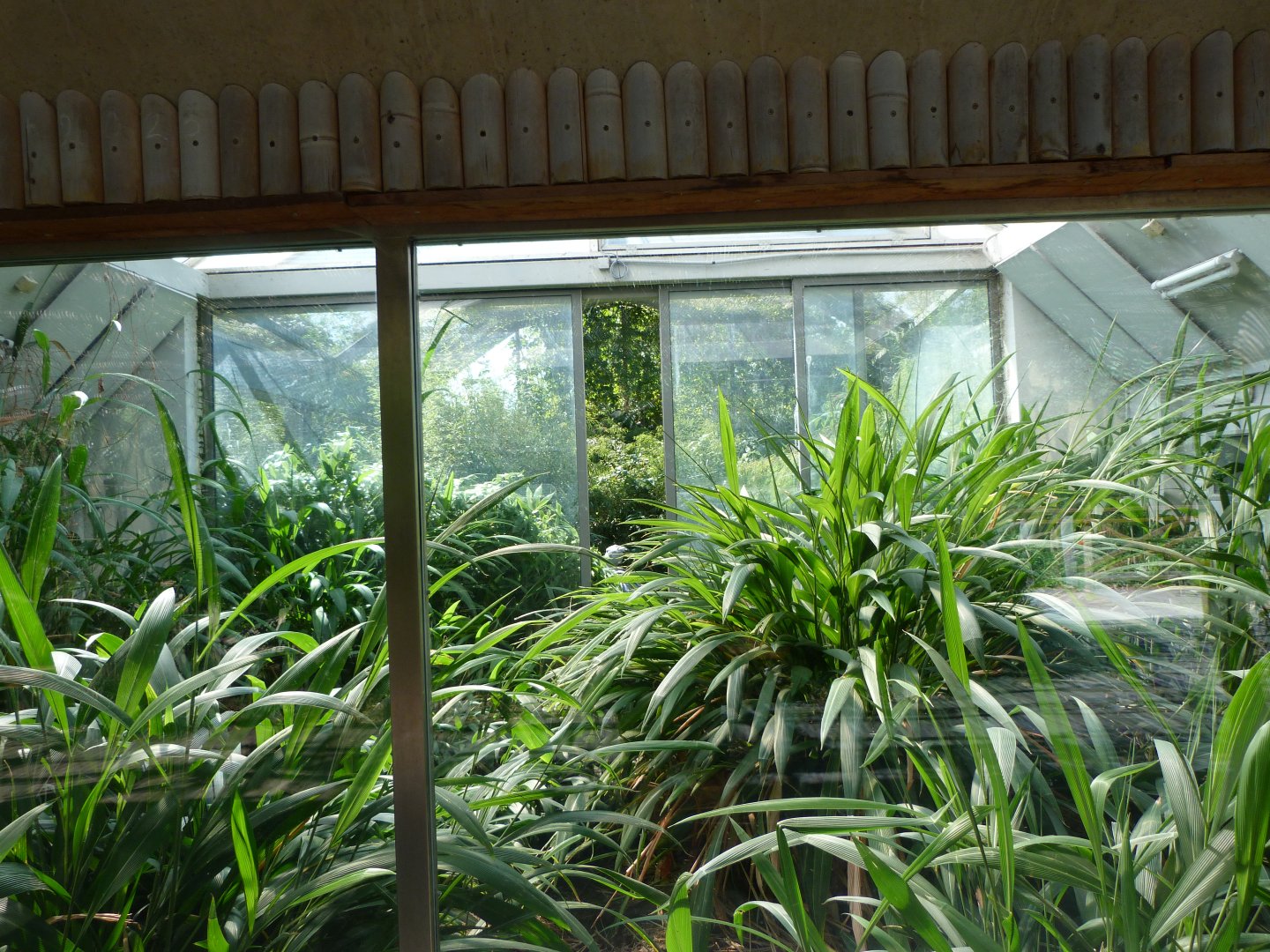 Shoebill exhibit -Zoo Praha (2025)