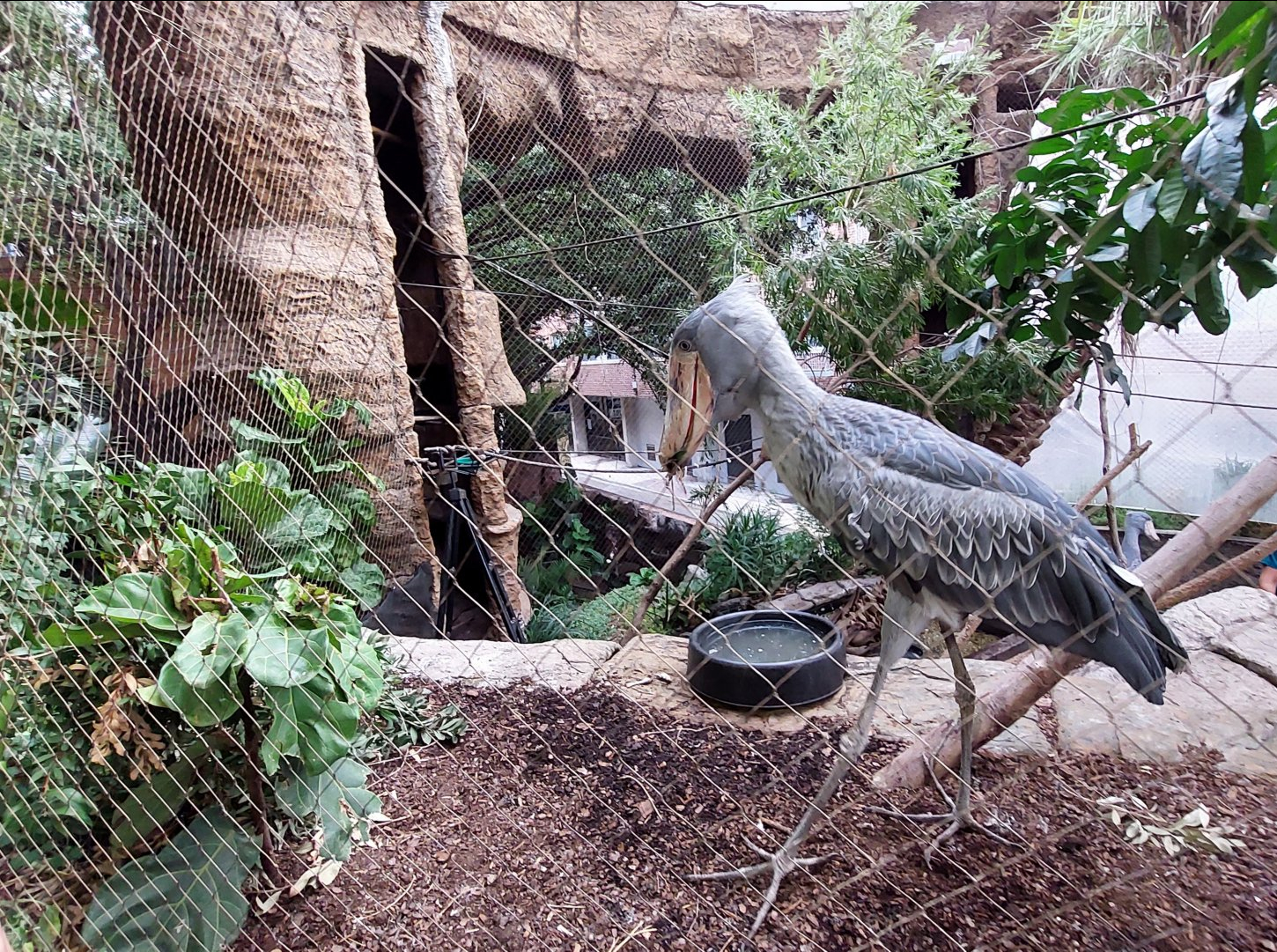 Shoebill Exhibit