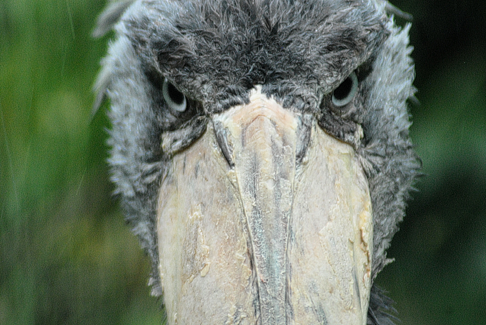 Shoebill - Exmoor Zoo 2025