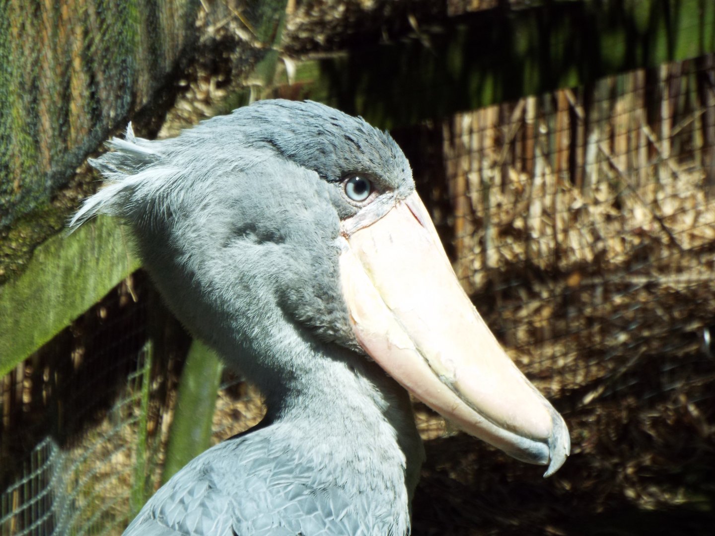 Shoebill, Exmoor Zoo