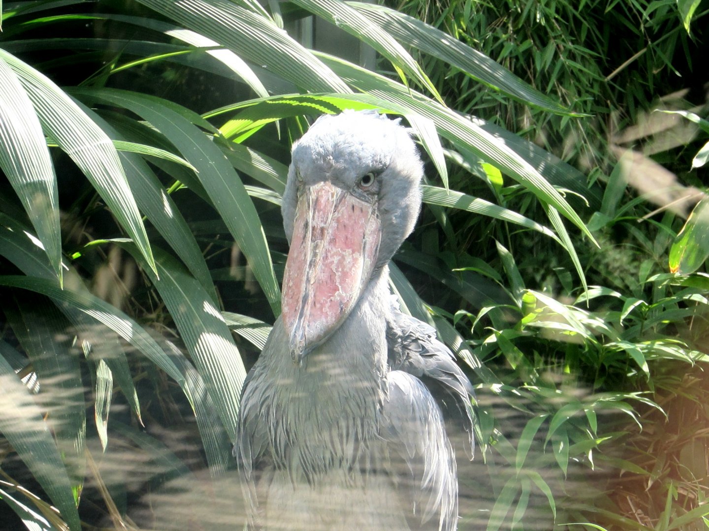 Shoebill. Face to face. - July/2017