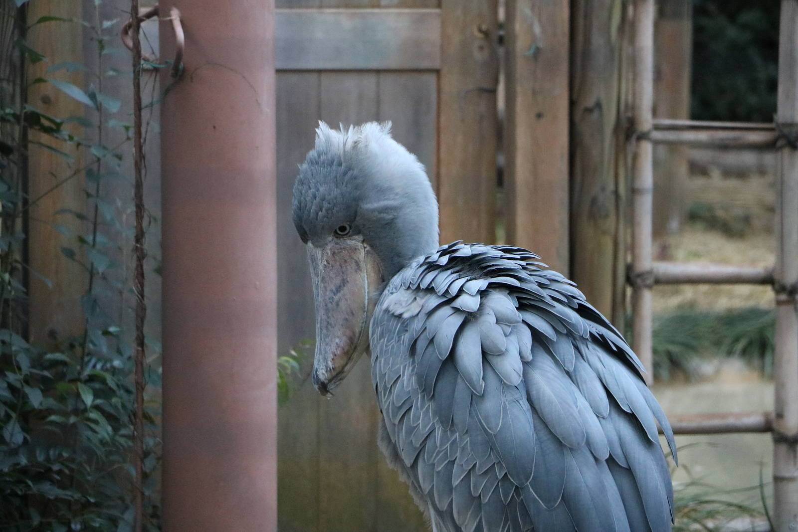 Shoebill, February 2016