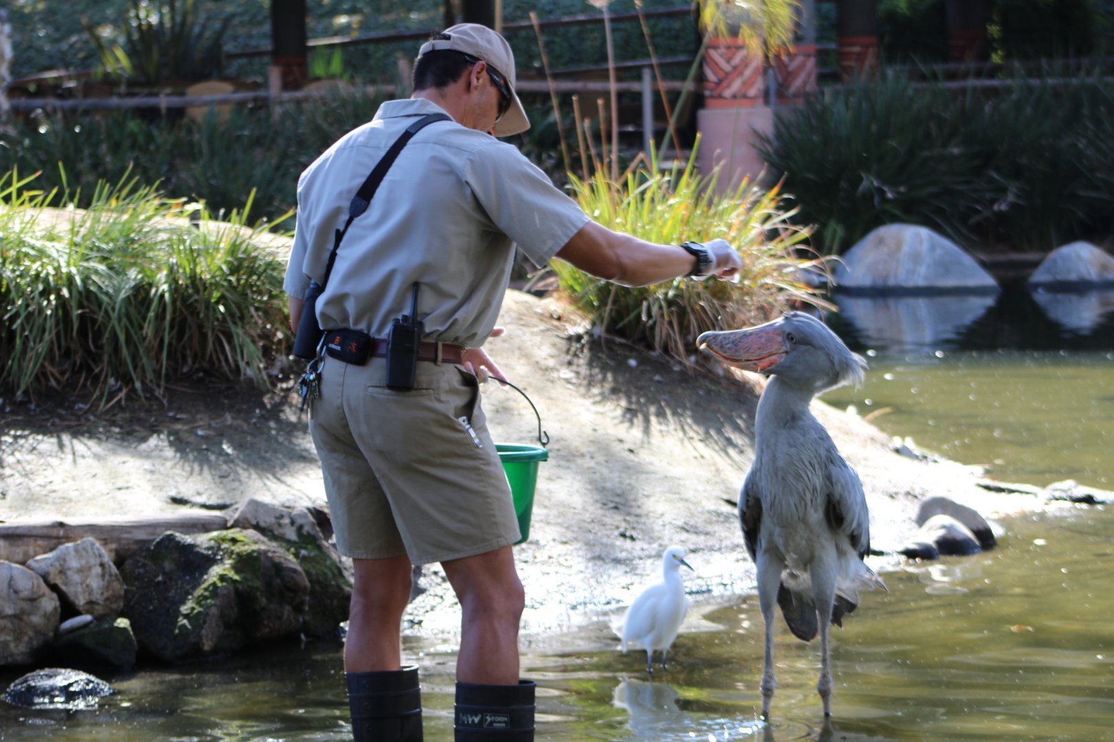 Shoebill Feeding at Mombasa Lagoon