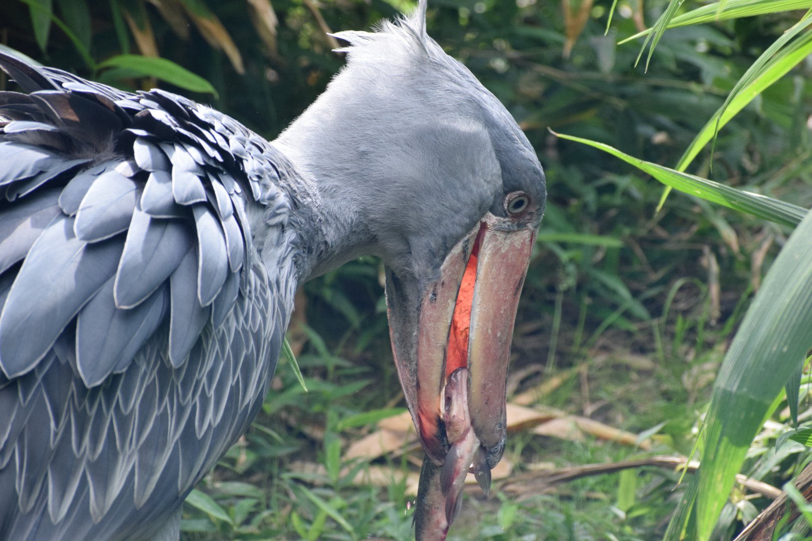 Shoebill feeding