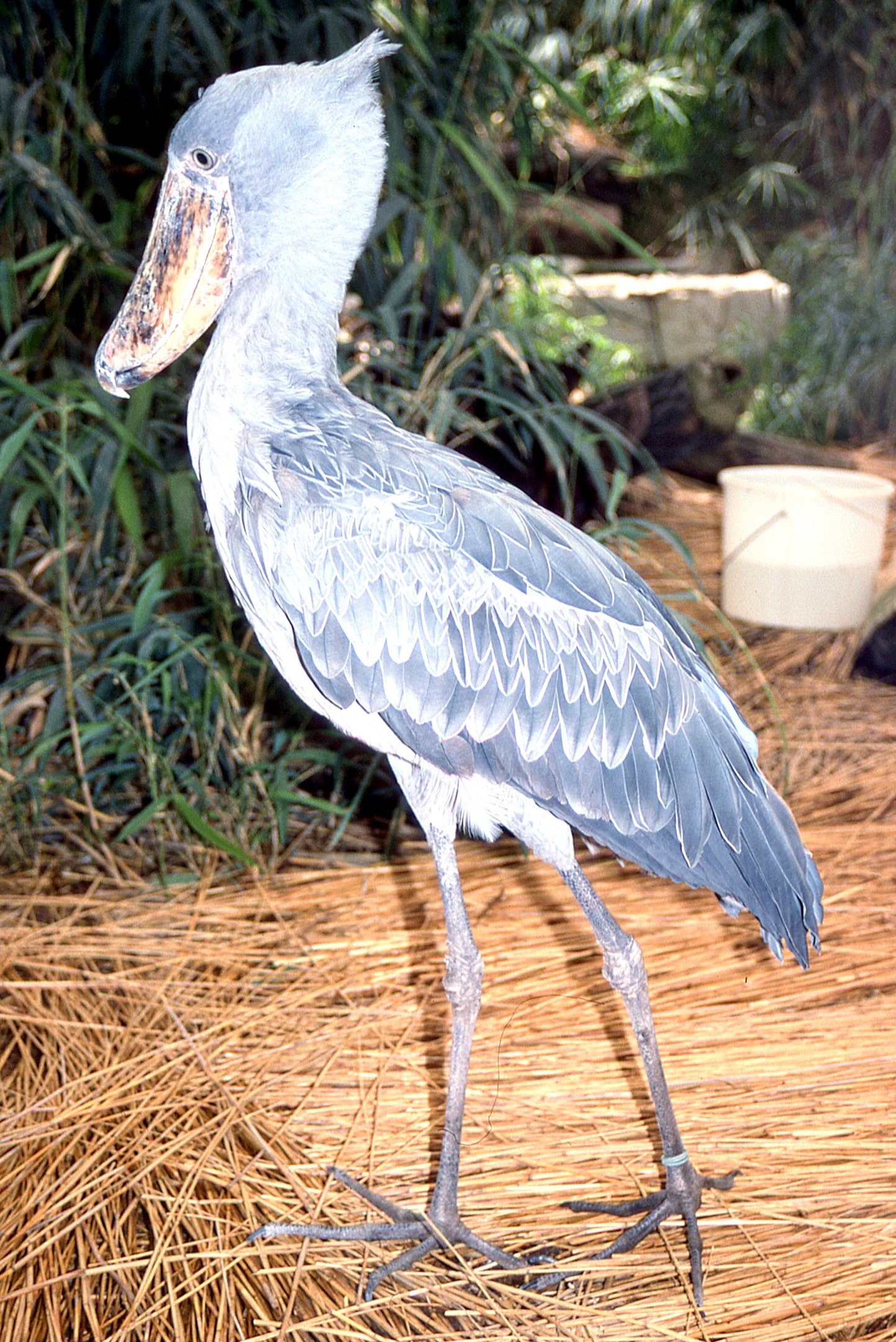 Shoebill; Frankfurt; early 1990s