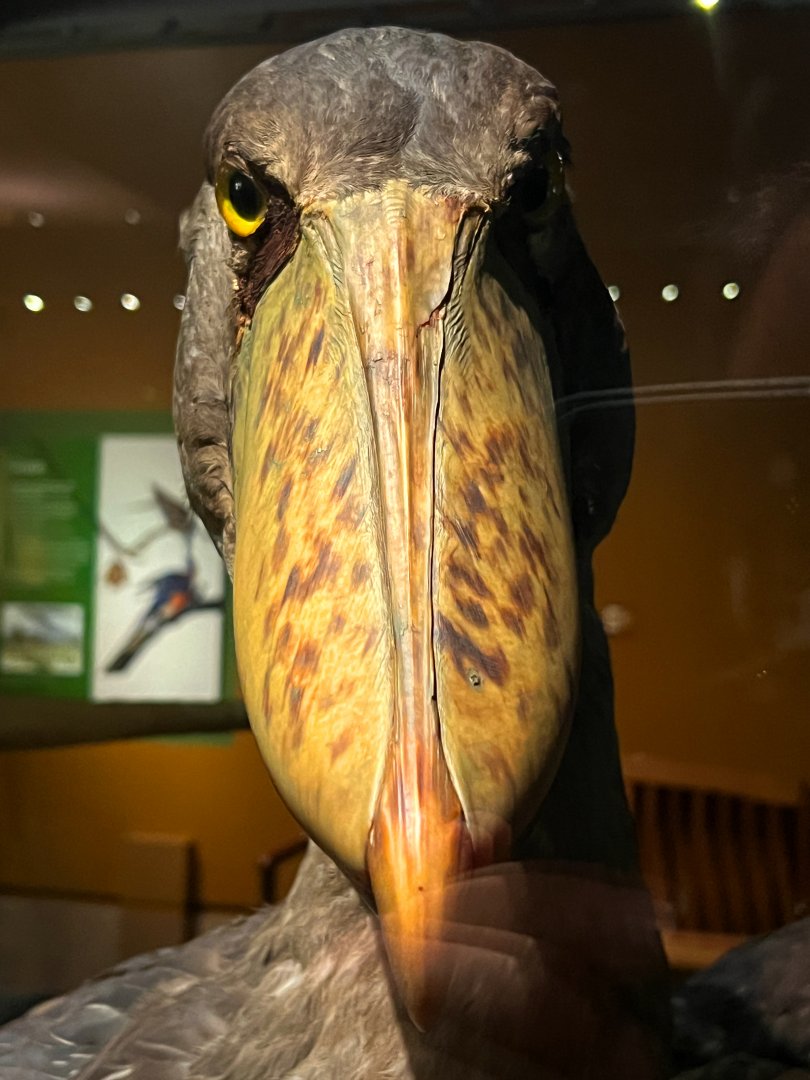 Shoebill Front Closeup