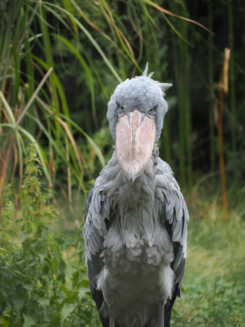 Shoebill - Front