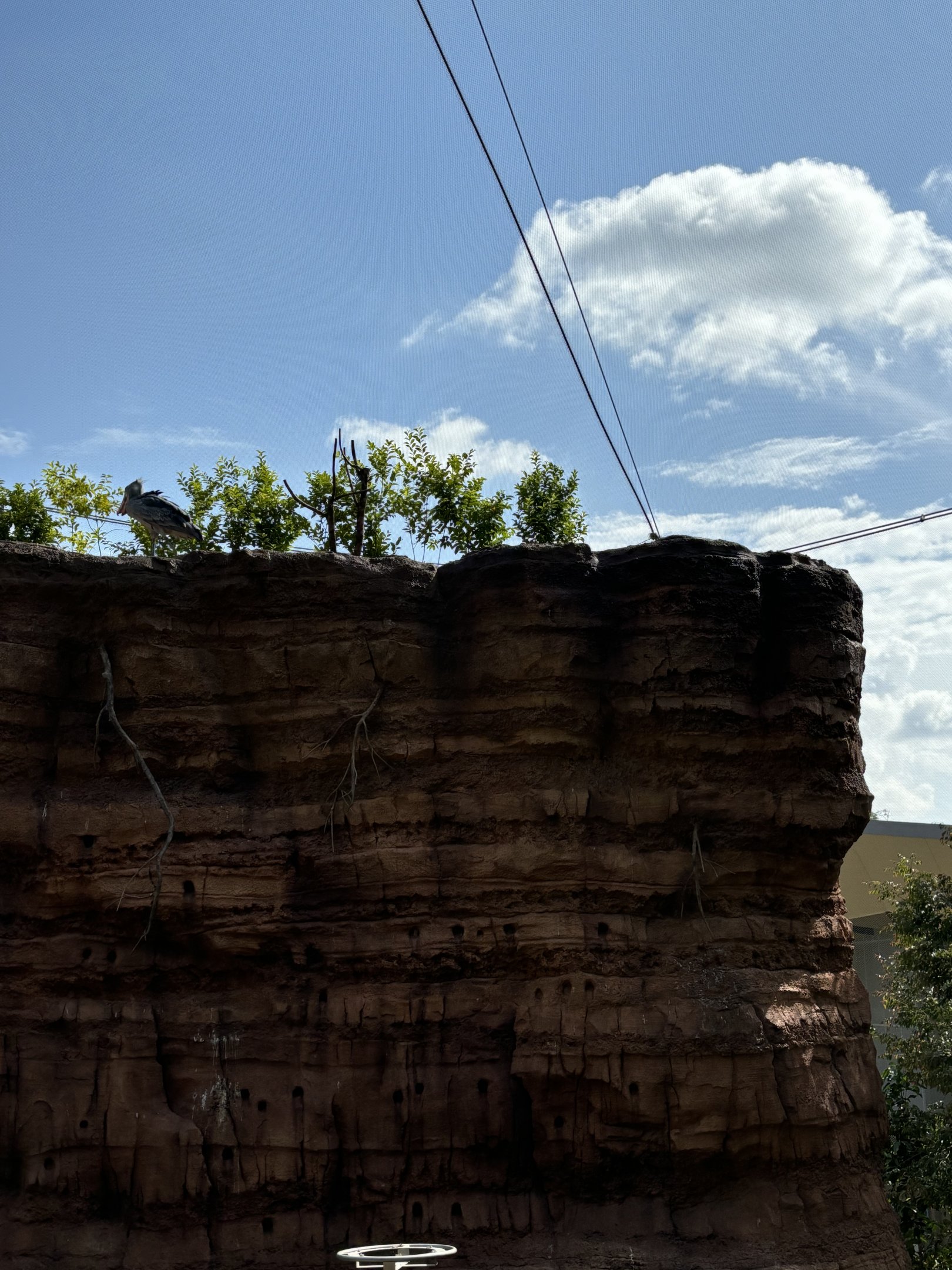 Shoebill in 4-Acre Heart of Africa Aviary