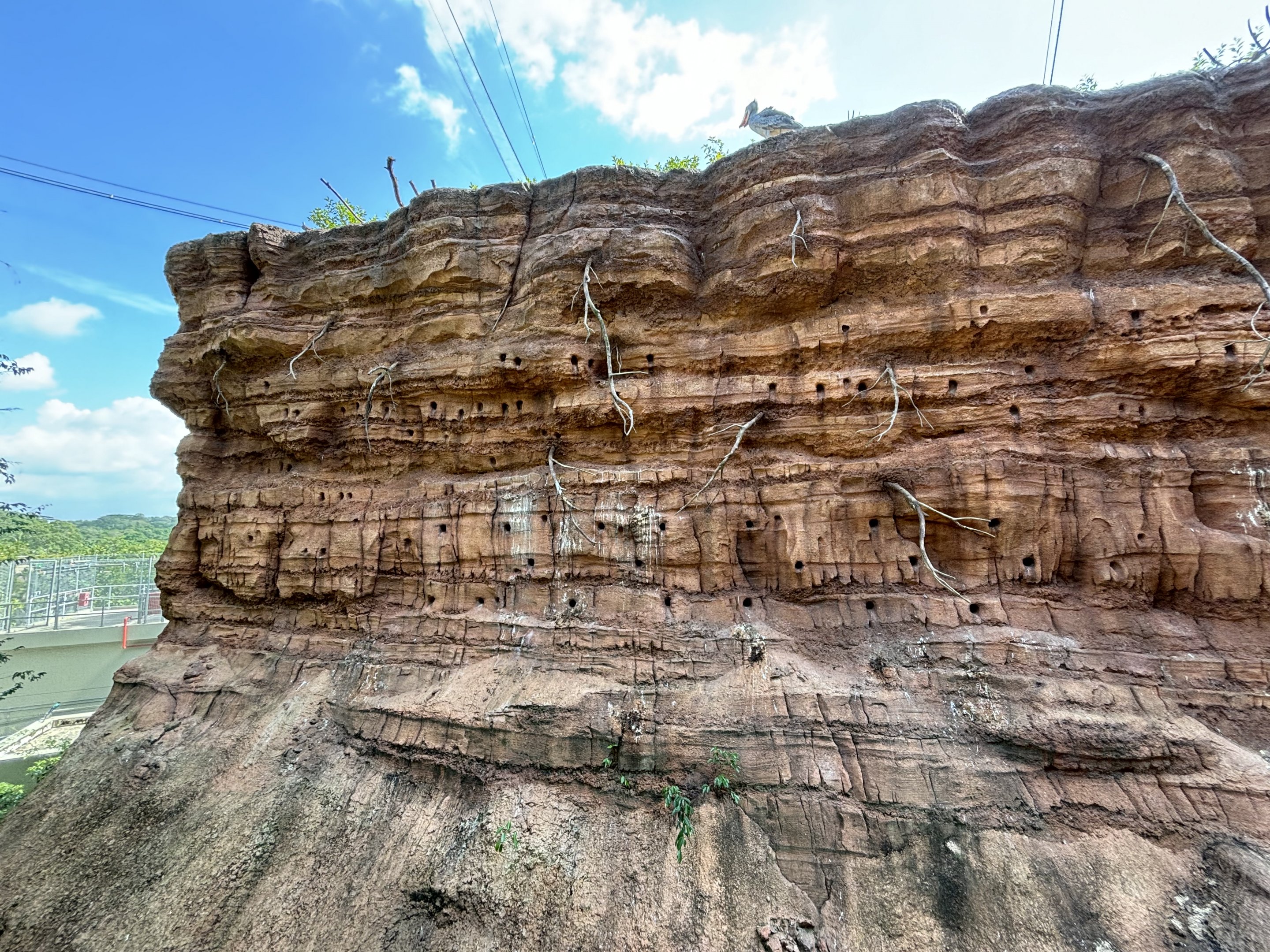 Shoebill in 4-Acre Heart of Africa Aviary