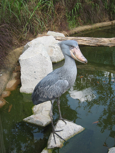 Shoebill in African Wetlands exhibit