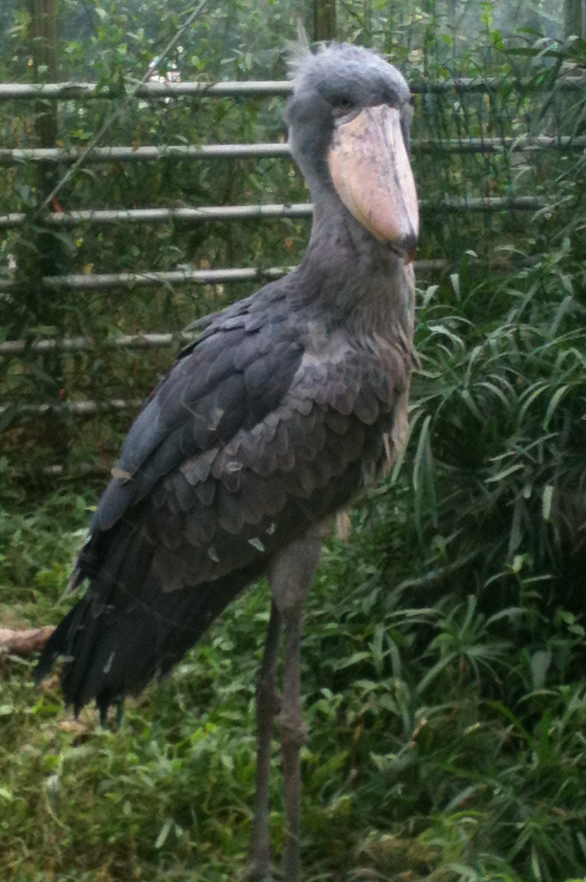 Shoebill in an unspecified location - 2012