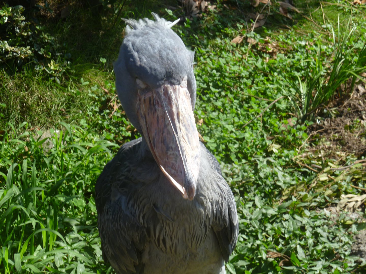 shoebill in Kobe animal kingdom June 2016