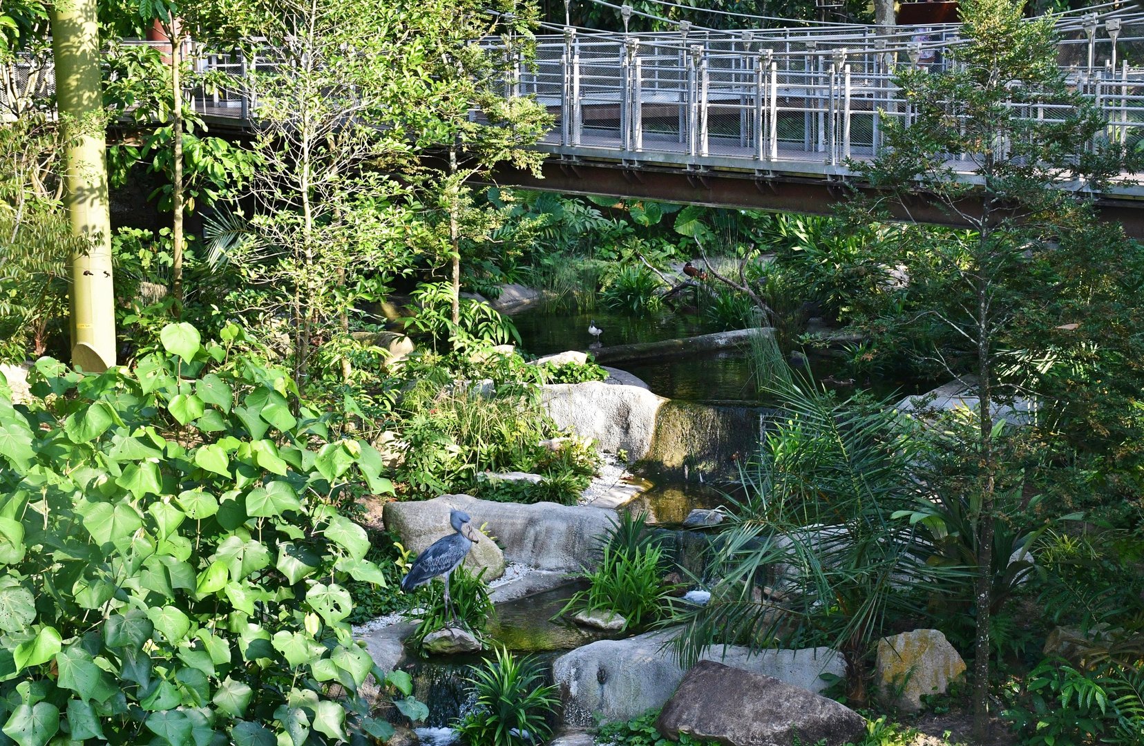 Shoebill in the Heart of Africa aviary
