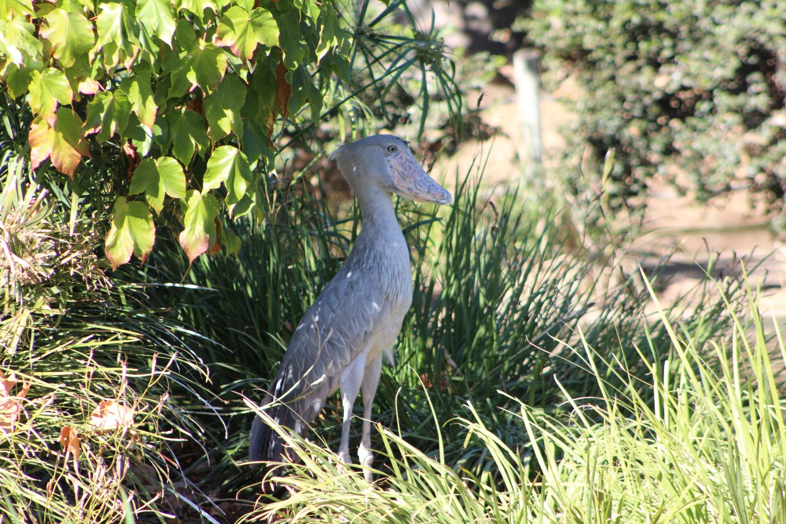 Shoebill in the Shade
