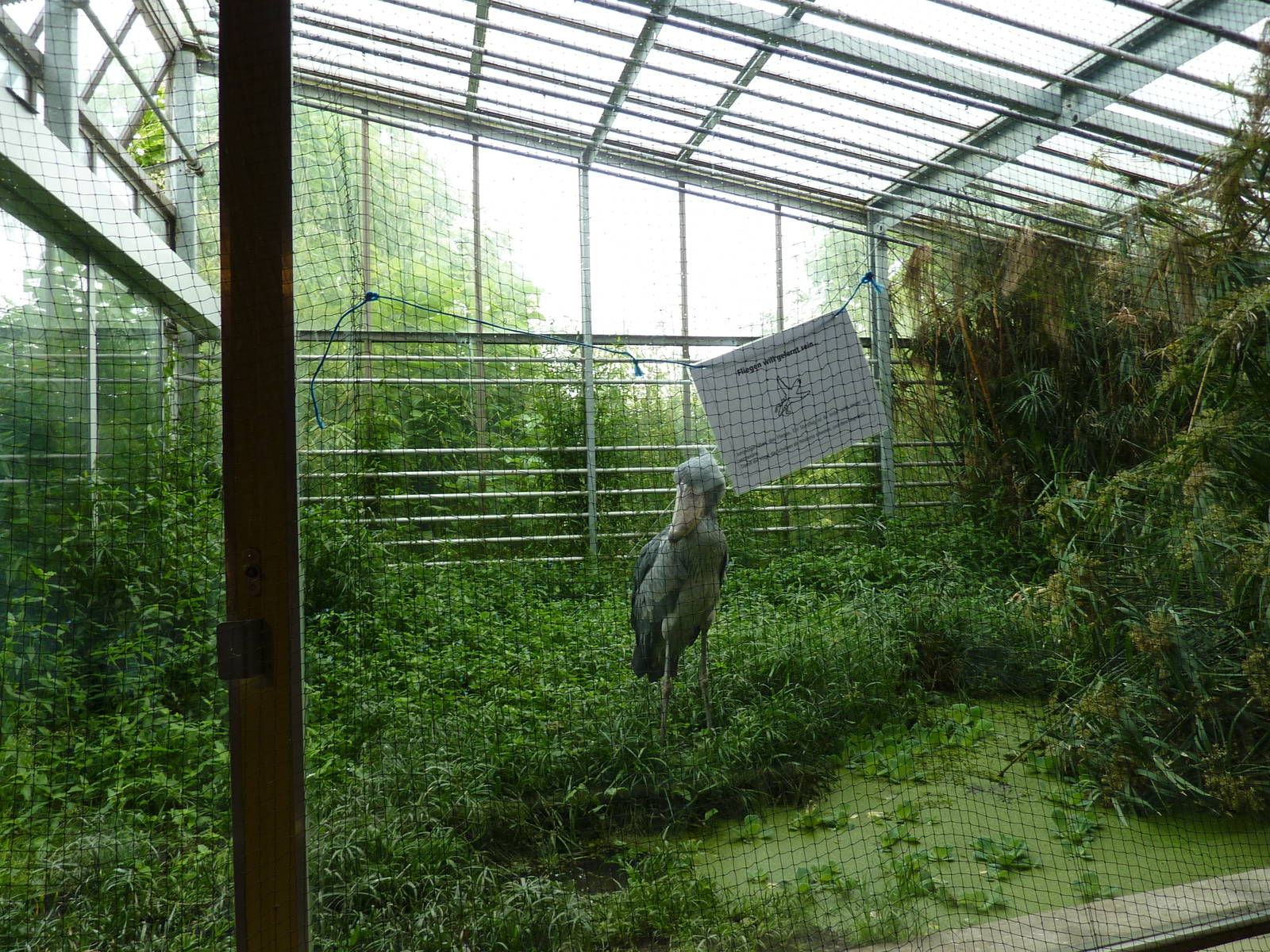 Shoebill indoor enclosure