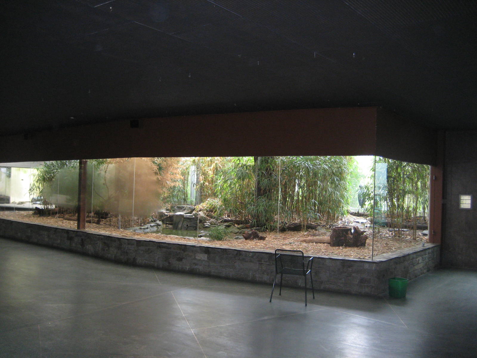 Shoebill Indoor Exhibit