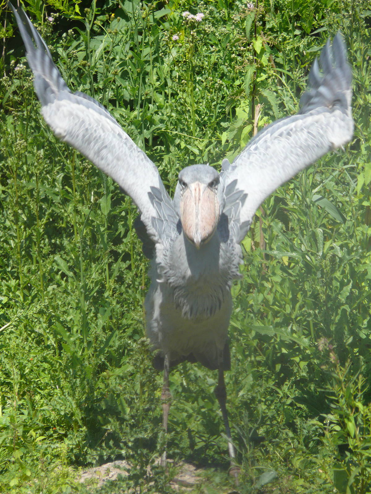 Shoebill, July 2012