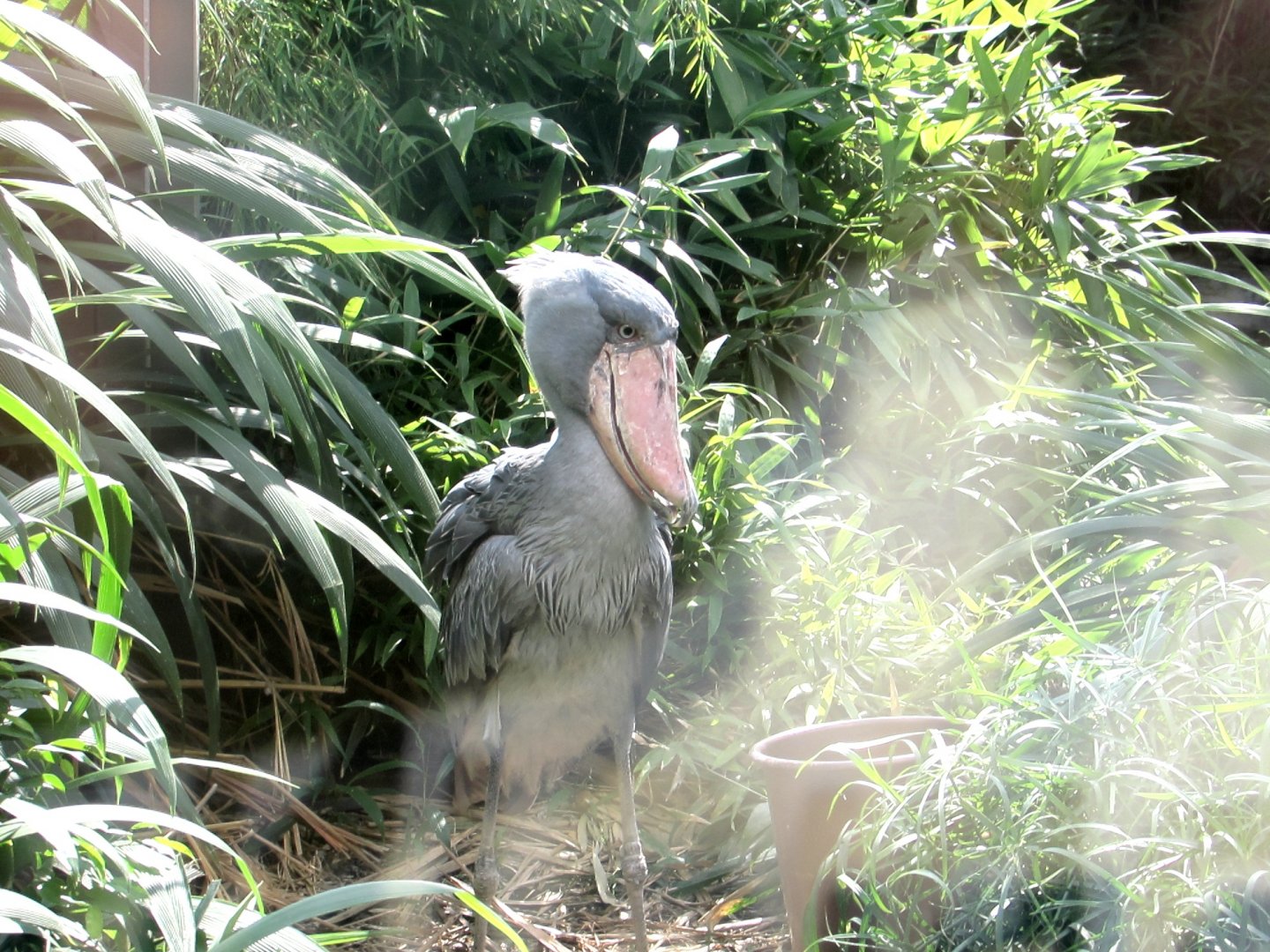 Shoebill - July/2017