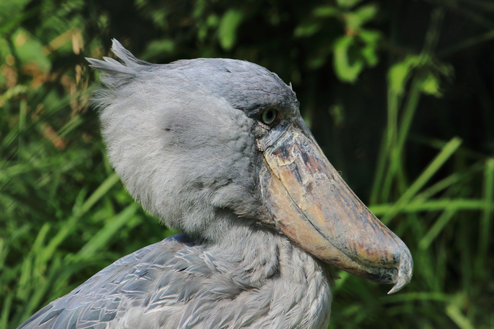 Shoebill (July 2020)