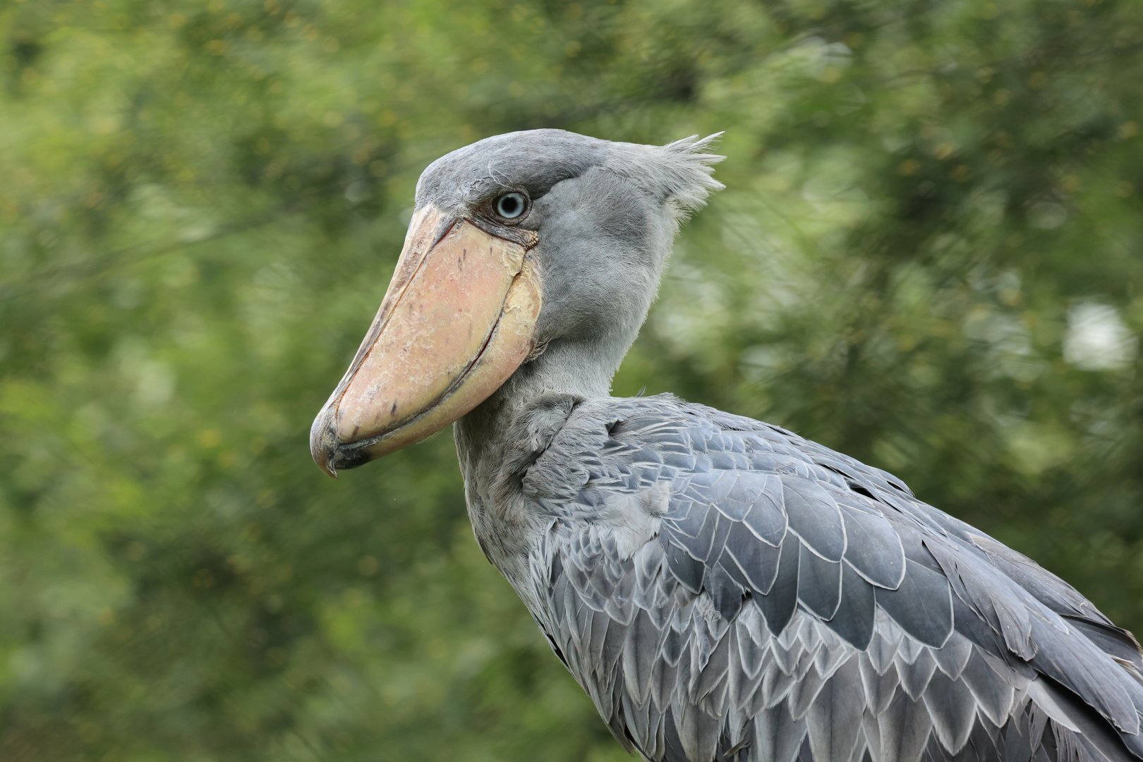 Shoebill (July 2021)