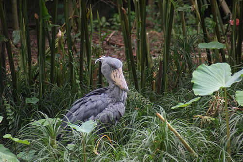 Shoebill, Jurong BirdPark